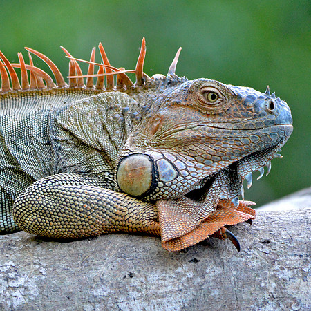 Green Iguana