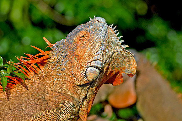 Green Iguana