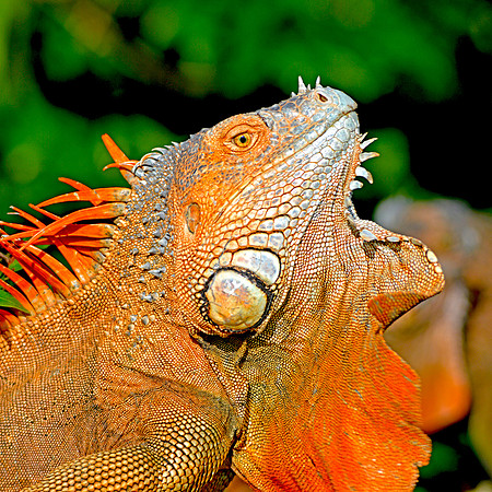 Green Iguana