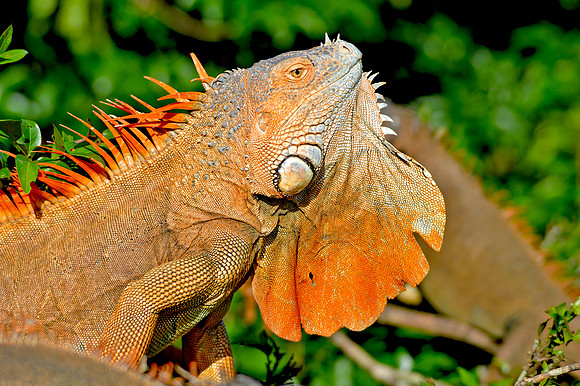 Green Iguana