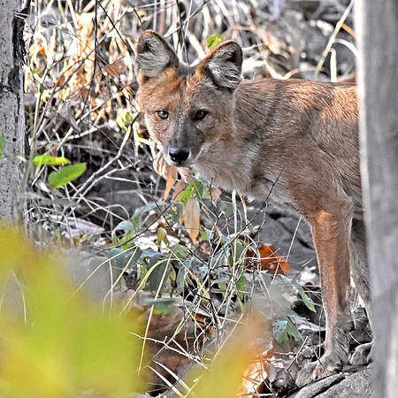 Indian wild dog / Dhole