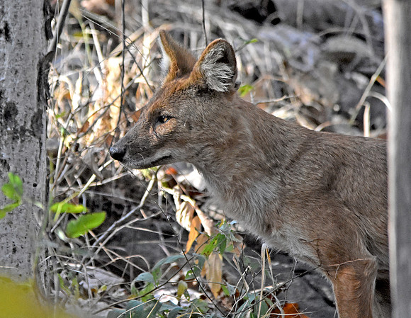 Indian wild dog / Dhole