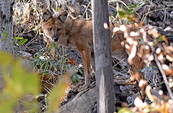 Indian wild dog / Dhole