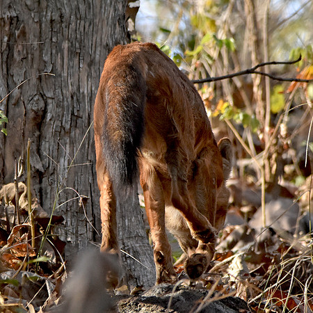 Indian wild dog / Dhole