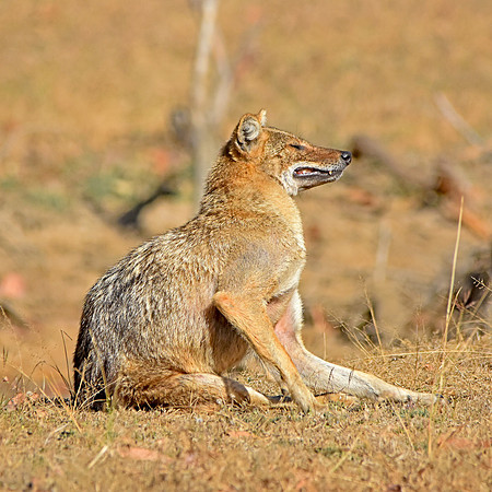 Golden jackal