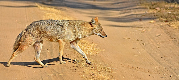 Golden jackal