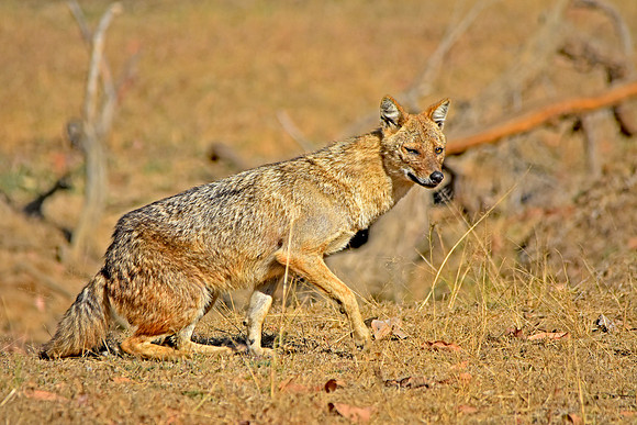 Golden jackal