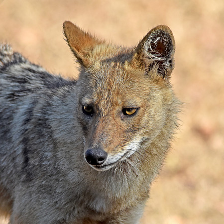 Golden jackal