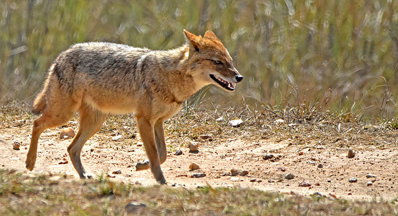 Golden jackal