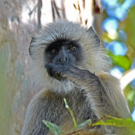 Langur monkey