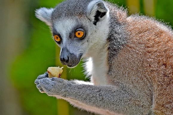 Ring tailed lemur