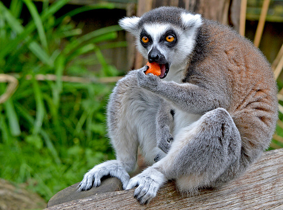 Ring tailed lemur