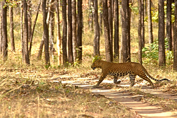 Indian leopard