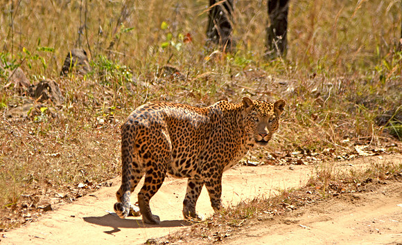 Indian leopard