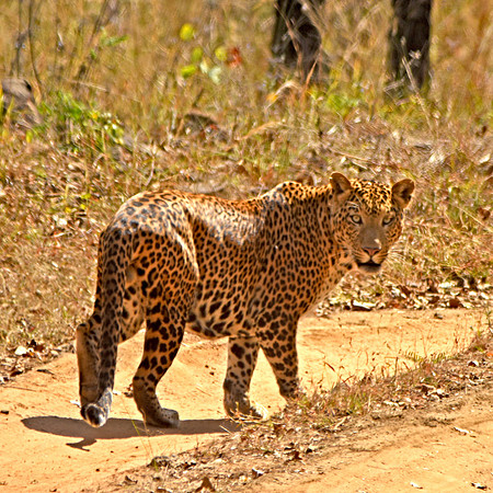Indian leopard