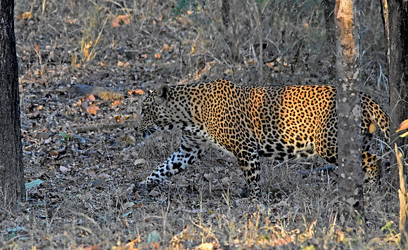 Indian leopard