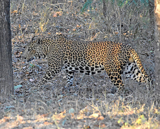 Indian leopard
