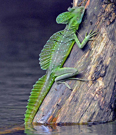 Plumed / Green basilisk lizard