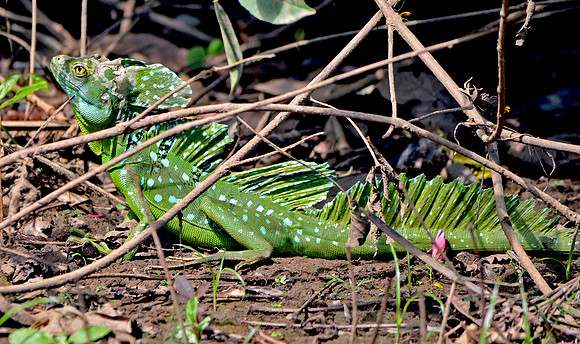 Plumed / Green basilisk lizard