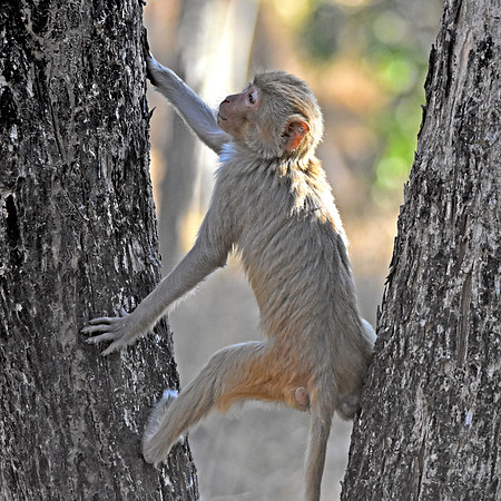 Macaque monkey