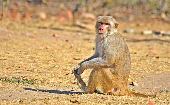 Macaque monkey