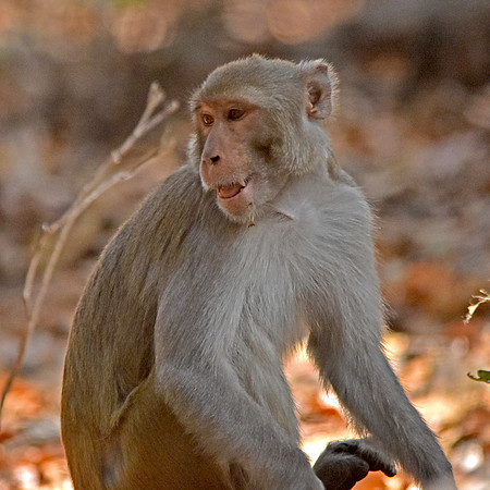 Macaque monkey