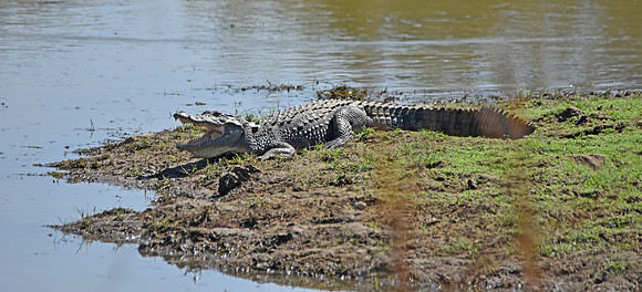 Marsh / mugger crocodile