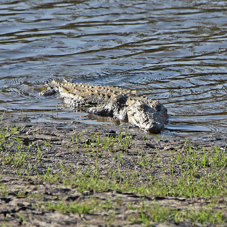 Marsh / mugger crocodile