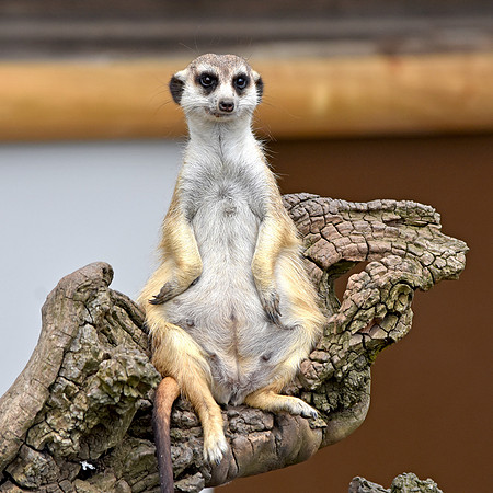 Meerkat