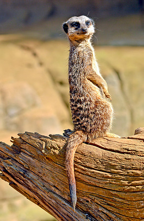 Meerkat