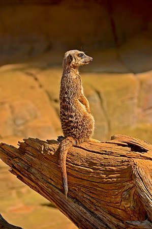 Meerkat