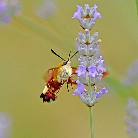 Broad bordered bee hawk moth