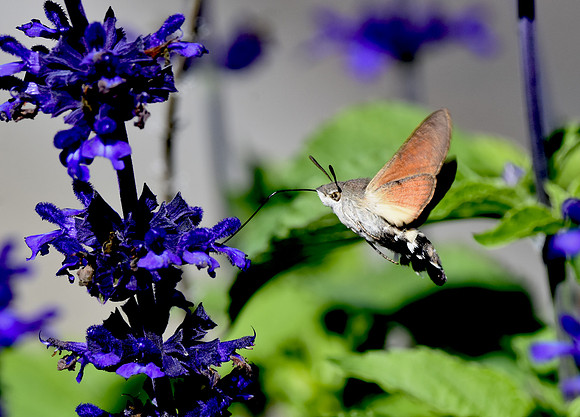 Hummingbird Hawk moth