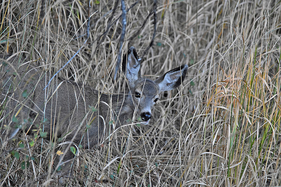 Mule deer