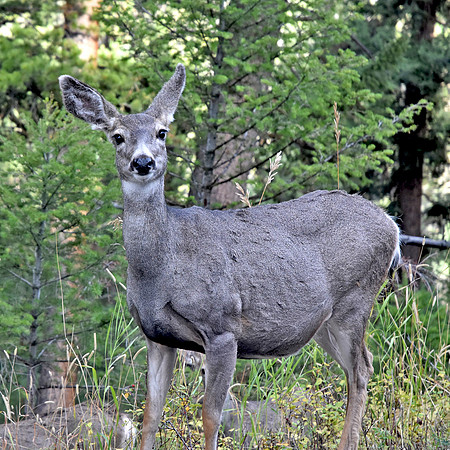 Mule deer