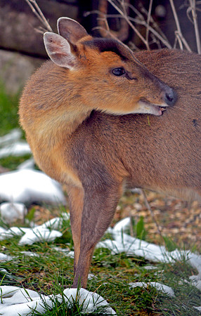 Muntjac deer