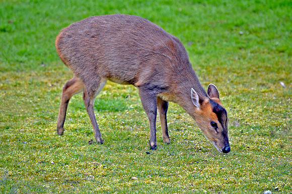 Muntjac deer