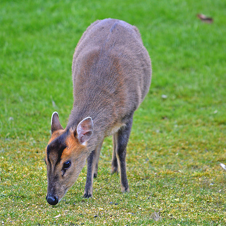 Muntjac deer