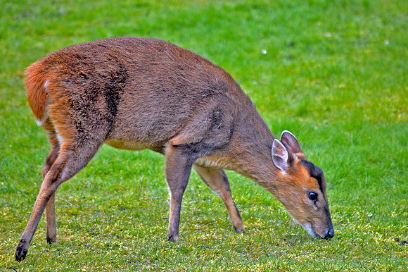 Muntjac deer