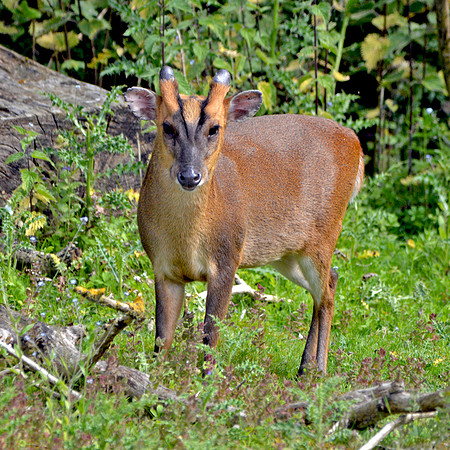 Muntjac deer