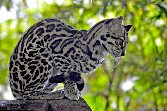 Ocelot