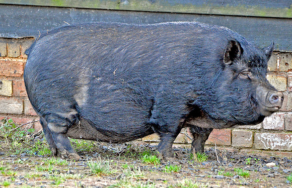 Black pig
