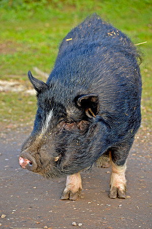 Black pig