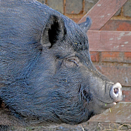 Black pig