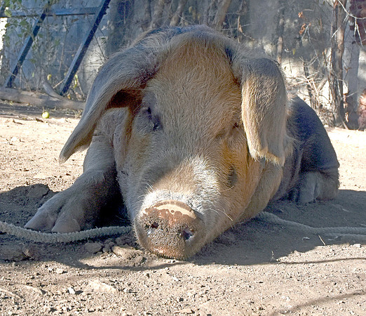 Pig