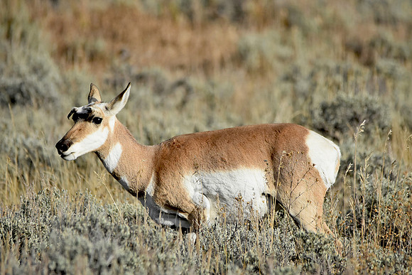 Pronghorn antelope