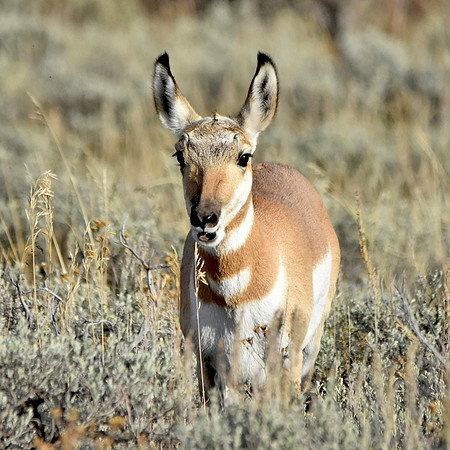 Pronghorn antelope