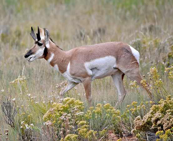 Pronghorn antelope