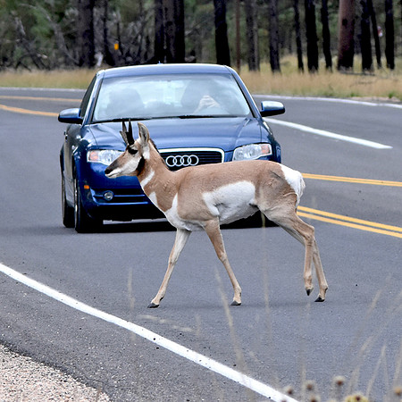 Pronghorn antelope