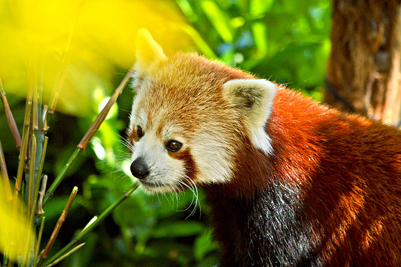 Red panda